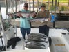 (07/20/2016) - Nice Striped Bass